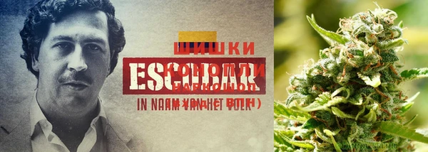 ПСИЛОЦИБИНОВЫЕ ГРИБЫ Кодинск